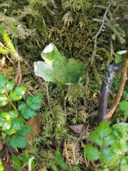 Peltigera britannica
