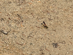 Sceliphron caementarium