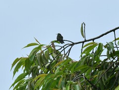 Cynanthus latirostris