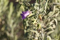 Eremophila bowmanii