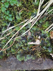 Pellia neesiana