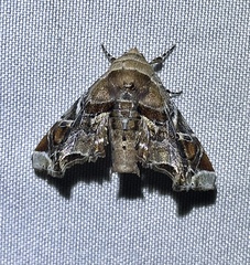 Eutelia pulcherrimus