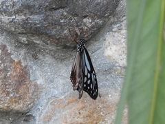 Parantica
