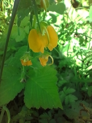 Rhynchocorys orientalis