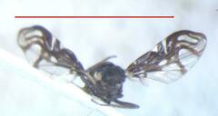 Megalaemyia punctulata