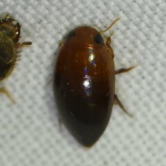 Hydrocanthus oblongus