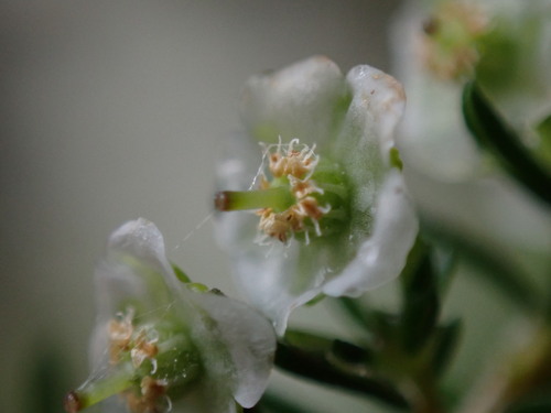 Image of Erica oliveranthus by (c) Ren Hoekstra, some rights reserved (CC BY)