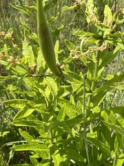 Asclepias hirtella