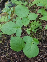 Valeriana sitchensis