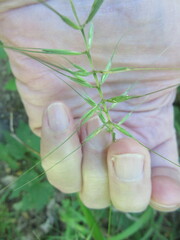 Elymus hystrix bigelovianus