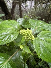 Ageratina roanensis