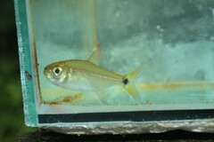 Iguape Tetra photo 2
