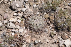 Coryphantha delicata