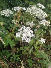 Heracleum sphondylium