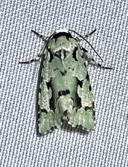 Emarginea percara