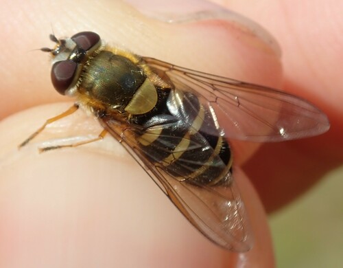 pestrica ríbezľová (Syrphus ribesii)