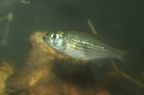 Banded tetra (Hollandichthys multifasciatus) — Characidae — 5