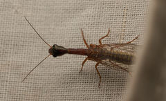Raphidiidae