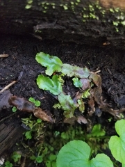 Conocephalum conicum