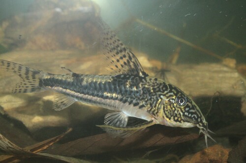 Banded corydoras (Scleromystax barbatus) — Callichthyidae — 3