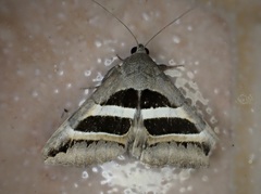 Grammodes bifasciata