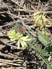 Astragalus nuttallii nuttallii