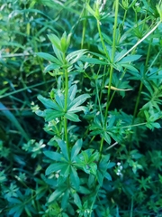 Galium rivale