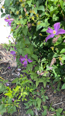 Clematis × jackmanii