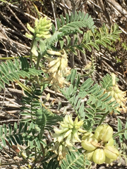 Astragalus nuttallii nuttallii