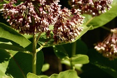 Lasioglossum leucozonium