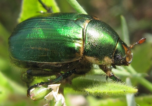 Anomala ausonia