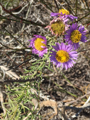 Erigeron blochmaniae