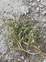 Mesembryanthemum crystallinum