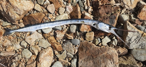 Pacific needlefish (Strongylura anastomella) — Belonidae
