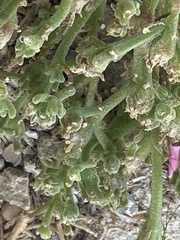 Mesembryanthemum crystallinum