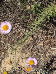 Erigeron blochmaniae