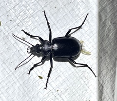 Calosoma peregrinator