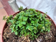 Magnoliopsida