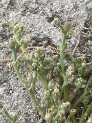 Mesembryanthemum crystallinum