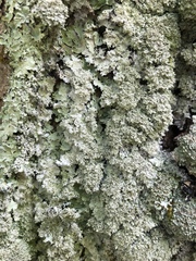 Punctelia appalachensis