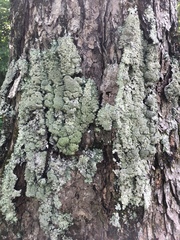 Punctelia appalachensis