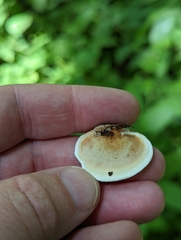 Metuloidea reniformis