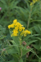 Solidago