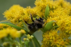 Bombus
