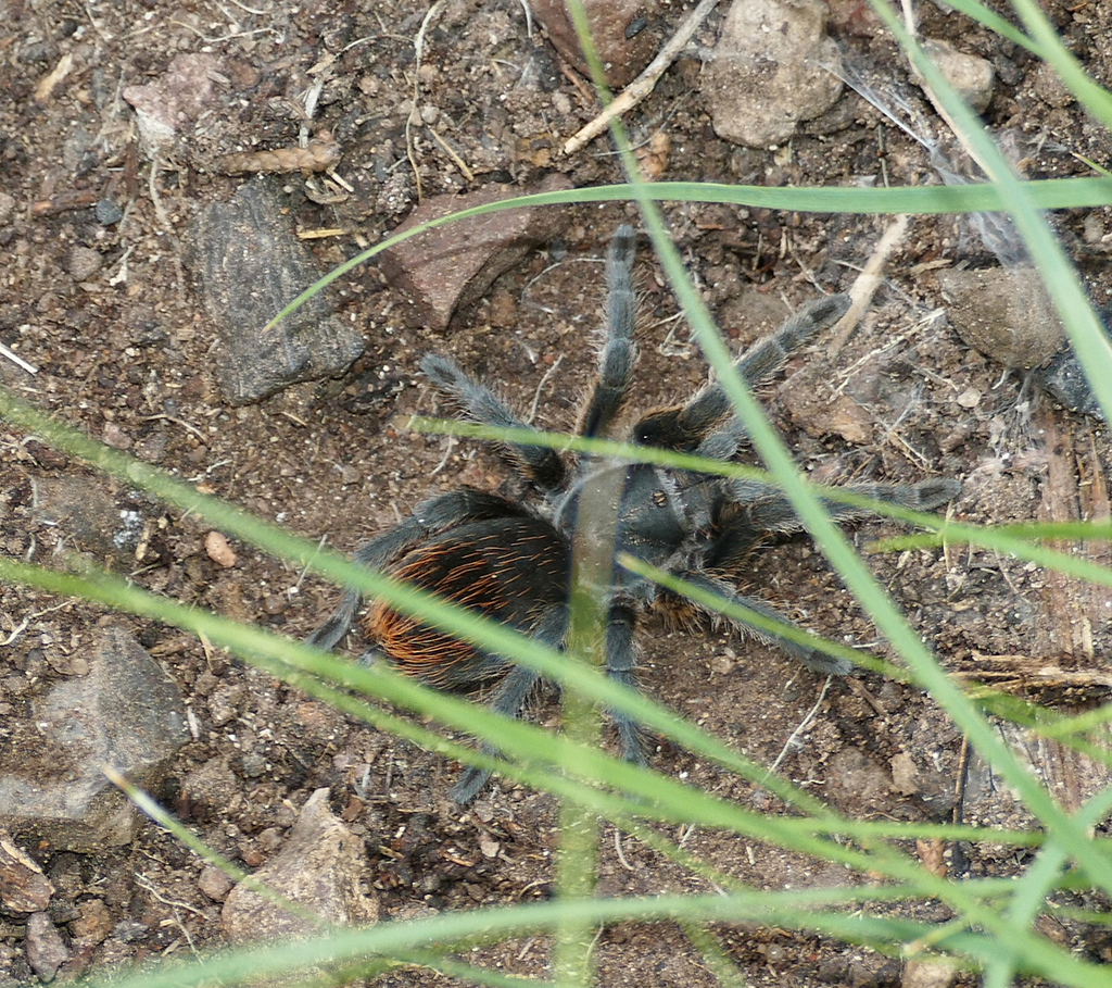 Grand Canyon Black Tarantula From Catron County, NM, USA On July 26 ...