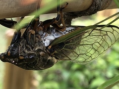 Cryptotympana facialis