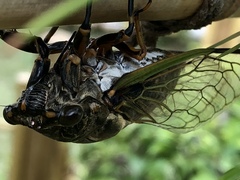 Cryptotympana facialis