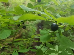 Vaccinium alaskaense