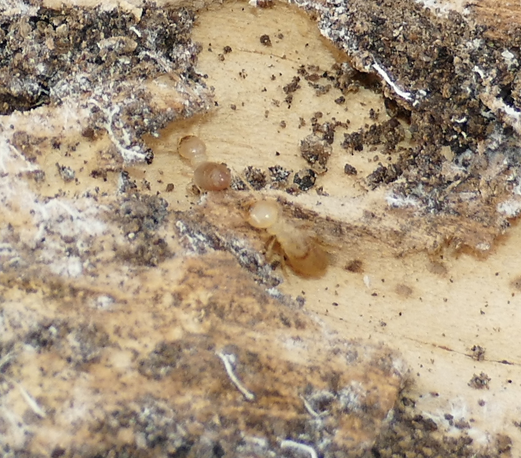 Arid Land Subterranean Termite