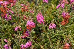Erica ciliaris
